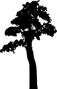 Polskie drzewo - kod ED253