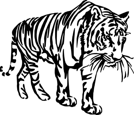 Tygrys Indyjski - kod ED1