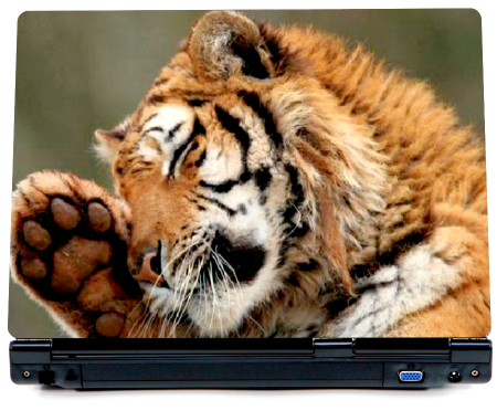 Tygrys z łapką - nalepki na laptopy - kod ED553