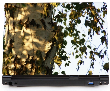 Drzewo brzoza - naklejka na laptopa lapka - kod ED593