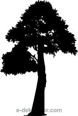 Drzewo standard - kod ED249 naklejka ścienna