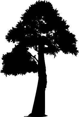 Drzewo standard - kod ED249