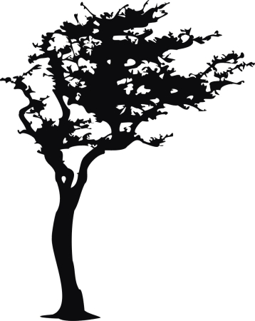Stare drzewo - naklejka scienna - szablon malarski - kod ED401