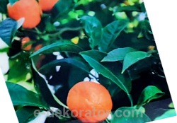 Drzewko pomarańczy - panel szklany 3 rozmiary nr kat. CO9PR
