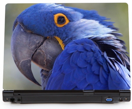 Papużka niebieska falista ara - naklejka na laptopa lapka  - kod ED635