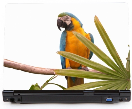 Papuga Ara - naklejka na laptopa lapka - kod ED634