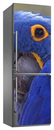 Papużka niebieska falista ara - naklejka na lodówkę - kod ED635