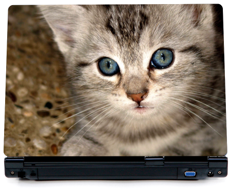 Śliczny kotek - naklejka na laptopa - kod ED557
