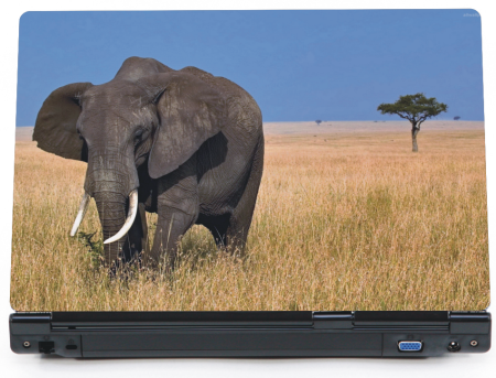Słóń Afrykański - naklejka na laptopa lapka - ED824