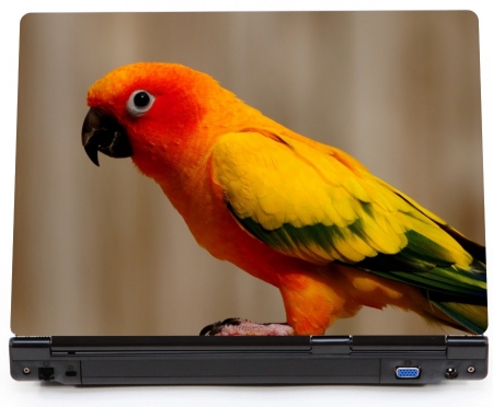 Papużka papuga falista kolorowa - naklejka na laptopa lapka - kod ED636